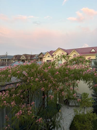 This is a vertically oriented, medium shot image taken outdoors in Tutzar, Uzbekistan. The scene depicts a row of multi-story buildings with distinct architectural features, including red tiled roofs and cream-colored facades. A large tree with delicate pink flowers and feathery green leaves dominates the right side of the frame, partially obscuring the buildings. The tree's branches extend across much of the image, creating a natural frame.
In the background, the sky displays soft hues of pink and pale blue, suggesting it is either sunrise or sunset. The overall lighting is diffused, indicating potentially overcast conditions or the golden hour. The ground area visible behind the tree appears to be paved with a textured surface, possibly stone or tile, and there are hints of a fence or wall. Electrical wires and poles are visible in the lower portion of the buildings on the left, suggesting an urban or semi-urban setting.
No people are visible in the image, and there is no discernible text. The image evokes a peaceful and serene atmosphere, with the vibrant pink blossoms contrasting with the more muted tones of the buildings and sky. The perspective suggests the photo was taken from a slightly elevated position, looking down and across the street towards the buildings and the flowering tree.
