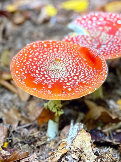 The image is a close-up, slightly blurry photograph of two red and white spotted mushrooms, likely Amanita muscaria, growing on the forest floor. The foreground is dominated by the cap of one mushroom, which is bright red with numerous white, irregular spots. Some small brown debris, possibly pine needles or small twigs, rests on its surface. The background consists of the forest floor, covered in fallen leaves and other organic matter in various shades of brown and yellow. The lighting suggests it is daytime, possibly overcast, as there are no harsh shadows. The image appears to have been taken in a natural, outdoor environment. Without further information or context, it is impossible to determine if this image is specifically located in the city of Purkersdorf, Austria.