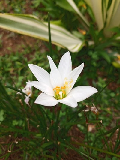 A single white flower, resembling a rain lily, is depicted in sharp focus, centered in a close-up, vertical composition. The flower displays six prominent, ovate white petals, which exhibit subtle longitudinal striations and retain minute water droplets on their surfaces. Its center reveals numerous bright yellow anthers, densely covered with pollen, surrounding a pale green pistil. To the left of the main flower, a smaller, out-of-focus flower with faded white or light pink petals is partially visible. The immediate foreground and mid-ground consist of dense, slender, dark green foliage. The background features blurred, broader leaves with variegated green and pale yellow/white stripes. The visible ground cover is dark, indicative of soil or decaying organic matter. The scene is located outdoors in Weintiapa, Liberia.