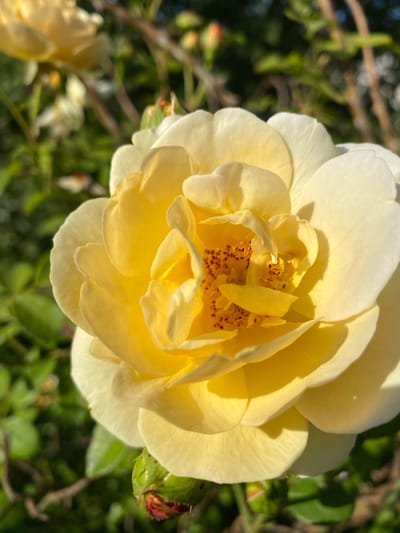 This is a close-up, eye-level shot of a pale yellow rose in full bloom, likely outdoors in a garden setting. The rose is the primary subject, filling most of the frame. Its petals are soft and velvety, with subtle variations in shade from creamy white to pale yellow, catching the sunlight to create highlights and shadows that give the flower depth and texture. The center of the rose is densely packed with stamens, tipped with reddish-brown anthers, forming a rich, intricate core.
To the right of the main rose, a small, unopened rosebud is visible, its dark green sepals tinged with red, suggesting it is on the verge of blooming. The background is a blur of soft greens and browns, characteristic of foliage and branches, indicating the rose is part of a bush or garden. A faint hint of another rose, also in a pale yellow hue, can be seen out of focus in the lower left of the image, suggesting there are multiple blooms.
The lighting suggests it is daytime, likely late morning or early afternoon, given the bright, warm sunlight illuminating the flower. There are no people or man-made objects visible, creating a natural and serene scene. The focus is entirely on the delicate beauty of the rose. The location context provided is Liuboml, Ukraine, but there are no specific visual cues within the image to confirm this. No text is visible in the image.
