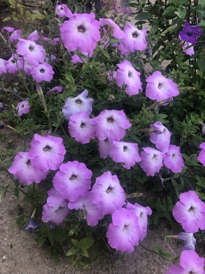 The image shows a close-up of a cluster of light purple petunia flowers growing outdoors, likely in a garden bed or along a pathway. The flowers are in various stages of bloom, with some fully open and others still in bud. The petals are ruffled and have a delicate appearance, with darker centers. Green leaves and stems are visible throughout the arrangement, creating a natural and somewhat wild look. The ground beneath the flowers appears to be a mix of soil and small gravel. The lighting suggests it is daytime, and the overall impression is one of natural beauty. The image does not contain any people or evidence of human activity beyond the planting of the flowers. The location is described as Митяевское сельское поселение, Ukraine, suggesting a rural or suburban setting.
