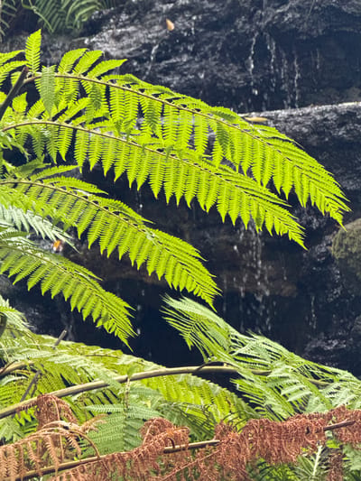 In Ban Na Chom Thian, Thailand, the image captures a close-up view of ferns with vibrant green fronds in the foreground, some of which are tinged with brown. These ferns are positioned against a dark, wet rock face where water is cascading down, creating a blurred, flowing effect. The lighting suggests an outdoor environment, possibly a shaded, humid area where ferns thrive, such as near a waterfall or in a dense, natural landscape. There are no people or animals visible in the frame.