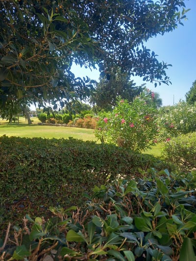 In the city of Kos, Greece, a lush green hedge forms the foreground of this image. Behind it, a vibrant lawn stretches towards a cluster of flowering bushes, some bearing pink blossoms, and others white. Further back, a large tree with dark green leaves and small yellow fruits provides shade. The sky is a clear, bright blue, indicating a sunny day. In the distance, more trees and some buildings are visible. The scene suggests a well-maintained garden or park.