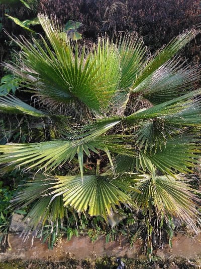 The image displays a multi-fronded fan palm, likely a *Livistona* species, occupying the majority of the frame in Mouangkeo, Laos. The plant exhibits numerous large, green, deeply segmented fronds, some with lighter green or yellowish discoloration and frayed tips. Denser, darker green and brownish vegetation forms an out-of-focus background behind the palm. At the bottom of the image, a low, weathered brown structure, resembling a wall or raised garden bed edge, is visible, with smaller green plants and soil around its base. Natural daylight illuminates the scene, casting subtle highlights on the palm fronds. No individuals, animals, or specific actions are depicted.