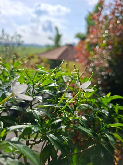 The image, captured in Lodtunduh, Indonesia, presents a close-up view of a plant with small, white flowers. The plant's foliage consists of glossy, dark green leaves. Two prominent white flowers are in focus, each exhibiting a delicate, star-like shape. A blurred background features a cityscape with foliage and building structures, along with patches of blue sky with clouds. The background shows a bokeh effect, suggesting that it is intentionally out of focus to highlight the foreground plant.