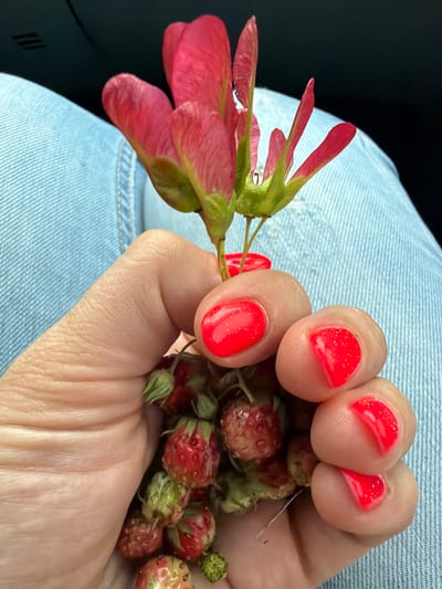 The image shows a close-up of a person's hand holding a cluster of wild strawberries and a sprig of maple samaras. The hand has bright red, glittery nail polish on its fingernails. The wild strawberries are small and red, some with green leaves still attached. The maple samaras are red and winged, resembling small propellers. The hand is resting on a person's lap, which is covered by light blue denim jeans. The background is dark and out of focus, with a hint of the textured fabric of the jeans visible. The lighting suggests it is daytime, likely outdoors given the natural elements being held. The overall impression is of a casual, possibly opportunistic gathering of nature's small treasures. There is no visible text in the image.