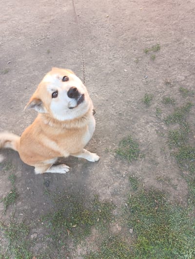 This is a medium shot, eye-level photograph of a medium-sized, tan and white dog sitting on a dirt and grass ground. The dog is facing mostly towards the camera, with its head tilted slightly upwards and to the left, looking towards the viewer with an attentive expression. Its eyes are dark brown and alert, and its ears are perked forward. The dog has a black nose and a gentle smile on its face.
The dog's fur is a mix of light tan and white. The tan color covers its back, head, and parts of its legs, while white is present on its muzzle, chest, and paws. Its tail is fluffy and light tan. It appears to be wearing a leash or tether, as a thin metal chain is visible extending upwards from its collar and out of the frame.
The setting is an outdoor area with a rough ground surface that is a mix of dry, packed dirt and patches of green grass. There are a few small stones and some dry leaves scattered on the ground. The lighting suggests it might be late afternoon or early morning, with a soft, warm light illuminating the scene, casting gentle shadows. The overall mood is calm and peaceful, with the dog appearing happy and engaged. There is no visible text in the image. The location context provided is Kalachevo, Russia.