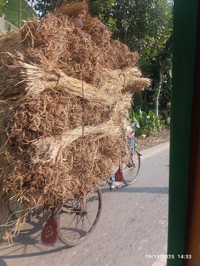 A bicycle, nearly obscured, is laden with a massive stack of dried straw-like material. The load is tied in several places with dark string. The bicycle is on a paved road with trees and vegetation visible in the background. The date "29/11/2025" and time "14:33" are digitally imprinted in the lower right corner of the image. A green object partially obscures the right side of the view.