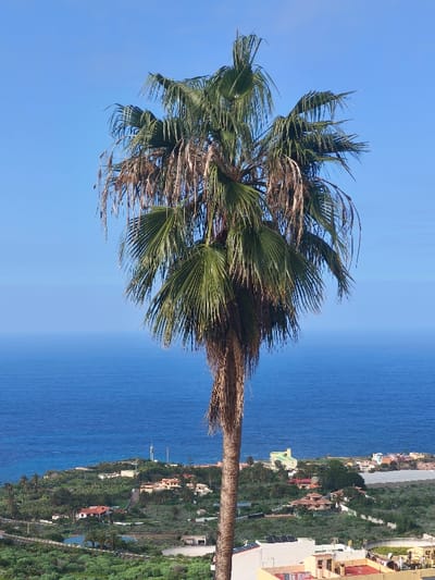 A tall, slender palm tree with green and partially dried brown fronds occupies the central foreground, reaching upwards against a clear blue sky. The viewpoint is elevated, looking towards the Atlantic Ocean in Icod de los Vinos, Spain. Below the palm tree, the mid-ground reveals a sprawling coastal landscape characterized by numerous light-colored residential buildings, many with red-tiled roofs, interspersed among dense green vegetation, including apparent agricultural fields and palm trees. A large white greenhouse structure is visible on the right side, adjacent to a light yellow building. The far background consists of the deep blue ocean extending to the horizon under a lighter blue, cloudless sky. Distant white structures are discernible along the coastline. No people, animals, or explicit actions are present in the image. The scene is depicted under bright daylight conditions.