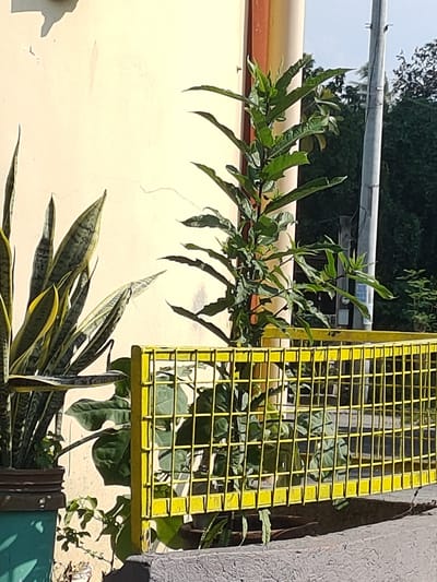 A medium shot captures a sunlit exterior scene with plants and a yellow metal fence. On the left, a Snake Plant, identified by its sword-like, variegated leaves, stands in a dark pot. To its right, a tall, leafy plant with serrated green leaves grows upward. A vibrant yellow metal fence, featuring a grid pattern, separates the foreground from the background. Behind the fence, more green foliage is visible. The scene is illuminated by natural sunlight, casting shadows on a pale, textured wall to the left of the plants. A concrete ledge runs across the bottom of the image. In the background, a utility pole and trees are visible under a clear sky. The environment suggests an outdoor urban setting, possibly a residential or commercial area in San Pascual, Philippines. No people are present in the frame.