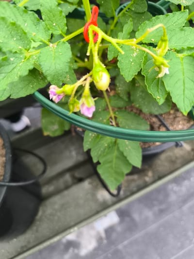The image shows a close-up of a potato plant with small purple flowers and developing fruits. The plant is in a dark pot, with a green plastic ring supporting its stem. The leaves are green and appear to have some small specks on them, possibly dirt or remnants of an insect. The background is blurred but suggests an outdoor or greenhouse environment with other plants and pots visible. There is no indication of any specific location in Wervershoof, Netherlands.