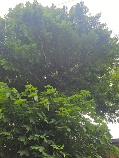 A full shot captures a large tree with lush green leaves against a bright, overcast sky. The tree's branches spread outwards, with some lighter green foliage in the foreground and darker, denser foliage towards the top and center. The bark of the tree trunk is visible through the leaves, appearing rough and brown. The scene suggests a daytime setting in an outdoor environment, possibly a park or residential area in Ponte di Legno, Italy. There are no people or animals visible in the image. The overall impression is one of natural abundance and growth.