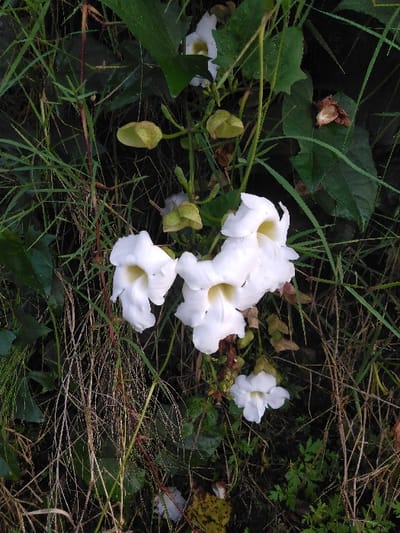 A close-up vertical shot in Mouangkeo, Laos, displays a cluster of white, trumpet-shaped flowers, likely from a climbing vine, against a dense background of green foliage and dry grasses. Approximately five to six fully open white flowers, each exhibiting a pale yellow or creamy throat, are prominent in the central and lower right sections. Several green, bell-shaped flower buds are visible above the open blossoms, along with some smaller, partially opened white flowers further down. The background consists of dark green broad leaves, thin green blades of grass, and strands of dried, brownish vegetation, indicating a wild or uncultivated environment. No human subjects or animals are present. The lighting appears natural and diffused.