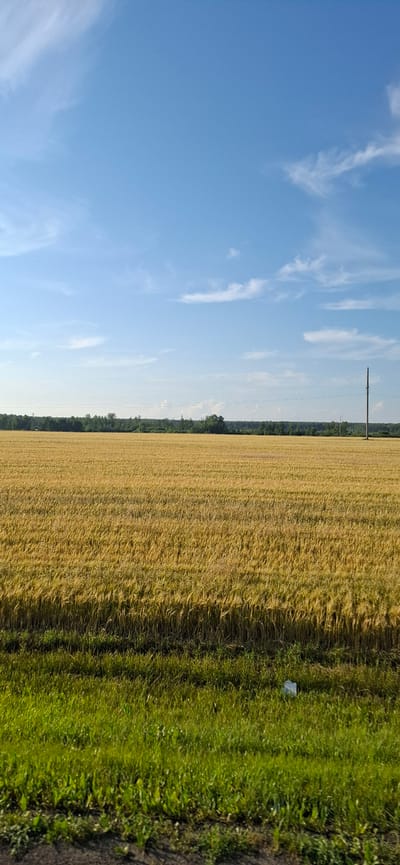 A vertical, eye-level, medium-distance shot captures a vast, golden field of wheat under a bright blue sky dotted with wispy white clouds. The wheat stretches across the frame, appearing ripe and ready for harvest. In the distance, a dense line of dark green trees forms the horizon, behind which subtle structures suggest a populated area. A tall, slender utility pole stands to the right of the frame, its dark silhouette contrasting with the bright sky. In the foreground, a strip of vibrant green grass lines the bottom of the image, with a small, white object, possibly litter, visible within it. The scene evokes a sense of rural tranquility and the vastness of the Russian countryside.