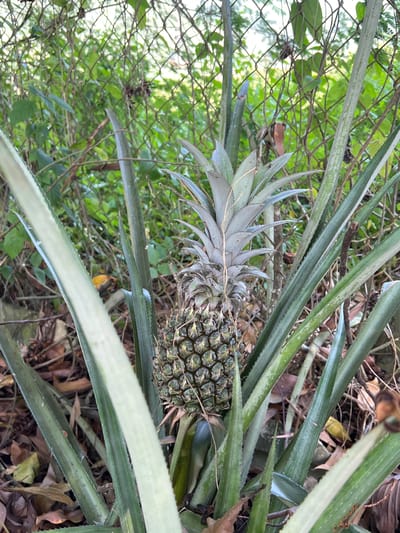 The image depicts a pineapple plant with a developing fruit, situated outdoors. The plant is in the foreground, with its long, spiky green leaves fanning out around the central pineapple. The pineapple itself is partially obscured by the leaves and appears to be in its early stages of growth, with a rough, segmented exterior. In the background, a chain-link fence is visible, separating the pineapple plant from a dense area of green foliage and vegetation. The ground around the plant is covered with fallen leaves and debris. The scene is set in a natural environment, likely a garden or overgrown area. The location is identified as Suối Tân, Vietnam, suggesting a tropical or subtropical climate. There are no people or animals visible in the image, and the focus is solely on the pineapple plant and its immediate surroundings.