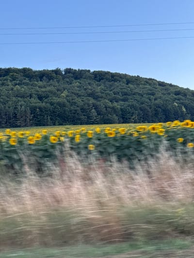 An outdoor, eye-level, medium shot captures a field of sunflowers in Lapshyn, Ukraine. The sunflowers, a vibrant yellow, are in the middle ground, blurred by motion. Behind the sunflowers, a dense, dark green forest covers a hillside. The sky above is a clear, pale blue, with three thin, dark horizontal lines, likely power lines, stretching across it. The foreground consists of blurred grasses and green ground cover, also indicative of motion. The overall impression is of a landscape viewed from a moving vehicle.