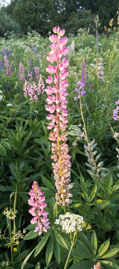 The photograph captures a close-up view of a cluster of pink and purple lupine flowers in a field, with dense green foliage and trees in the background. The lupine flowers are in various stages of bloom, with some in full flower and others developing seed pods. The scene appears to be a natural setting, possibly a meadow or park, and the lighting suggests it was taken during the daytime. No people or animals are visible in the image. The overall impression is one of natural beauty and tranquility. The location is stated to be Merchalovo, Russia, suggesting a rural or suburban setting with abundant natural vegetation.