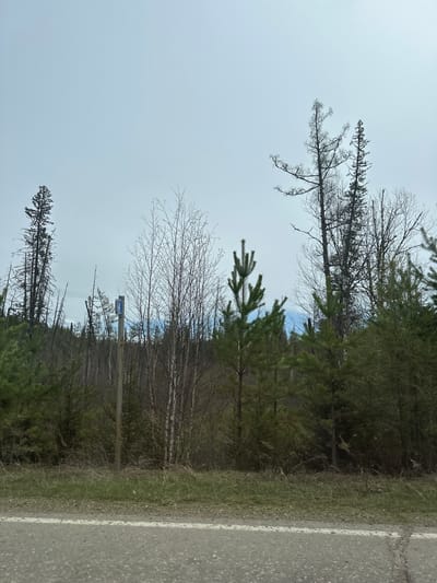 The image shows a section of road bordering a forest area, likely located near Sayansk, Russia due to image details. The asphalt road has a white dividing line. Adjacent to the road is a strip of grassy vegetation that transitions into a forest. The forest consists of a mix of evergreen trees and deciduous trees, some of which are bare. The sky is overcast. The photograph captures a roadside view within an area populated by trees and a paved road, possibly on the edge of an urban or rural setting. There are no people in the photo.