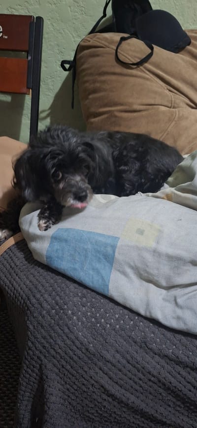 A black shaggy dog is lying on a bed with a patterned pillow. The dog is facing the camera with its tongue slightly sticking out. In the background, there is a brown chair and a green wall. The scene appears to be indoors, likely in a residential setting. There is no information available to indicate the location in Shakhtarsk, Ukraine.