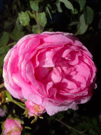 This is a close-up, high-angle shot of a large, fully bloomed pink rose. The rose is covered in numerous small water droplets, suggesting it may have recently rained or been watered. The petals are densely layered, with a soft, velvety texture. Some of the petals appear slightly translucent due to the water.
The rose is the central and dominant subject of the image, taking up most of the frame. In the background, out of focus, are dark green leaves and hints of other pink rose buds. The overall lighting is somewhat dim, creating a moody atmosphere, possibly indicating early morning or late evening. The dark background contrasts with the bright pink of the rose, making it stand out. The water droplets catch the light, creating small, bright highlights.
The context provided indicates this image was taken in Shemordan, Russia. There is no visible text in the image. The image focuses solely on the natural beauty of the rose.