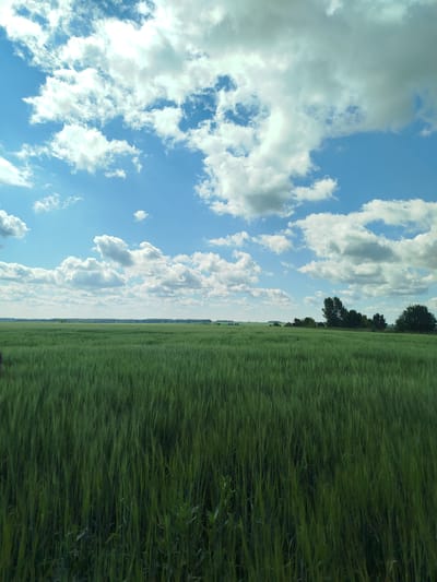 A wide-angle, vertical photograph captures a vast green field under a bright blue sky dotted with fluffy white clouds. The foreground is dominated by a dense field of tall, green grass, likely wheat or barley, with individual blades clearly visible and stretching towards the horizon. The field appears lush and healthy. In the distance, a line of trees breaks the horizon, with a few scattered smaller trees and what appear to be buildings or structures visible further beyond, suggesting a rural or agricultural setting. The sky is a vibrant blue, filled with dramatic, puffy cumulus clouds that cast soft shadows on the landscape. The lighting suggests it is daytime, possibly late morning or early afternoon, with the sun high in the sky. The overall impression is one of natural beauty and tranquility, evoking a sense of open space and the abundance of nature. There is no visible text in the image. The location is identified as Bigila, Russia.