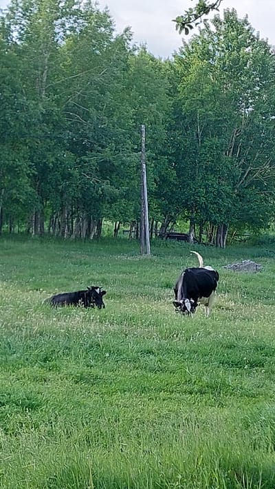 In a grassy field, two cows are present. One cow is black and white and is grazing in the field. The other cow is entirely black and is lying down in the grass. In the background, there are trees and a wooden pole. The scene appears to be in Severnye Koryaki, Russia.