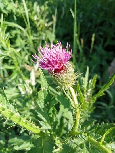 The image captures a close-up view of a blooming thistle flower in a natural setting. The flower, with its vibrant pink petals fanned out, sits atop a spiky green bud and stem. The plant is surrounded by lush green foliage, which is out of focus, creating a shallow depth of field that emphasizes the flower. The sunlight appears bright, suggesting it's daytime and likely sunny. The prickly stem and leaves of the thistle are clearly visible, dotted with sharp spines. The background consists of blurred green leaves and stems, characteristic of a field or garden. There are no people or man-made objects visible in the frame. The overall mood is one of natural beauty and growth. The location context provided is Stavchyntsi, Ukraine.