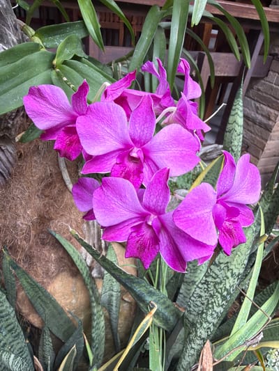 This image shows a close-up of vibrant purple orchids in bloom, situated amidst lush green foliage. The orchids, with their delicate petals, are the primary subjects, arranged in a cluster and capturing the viewer's attention with their intense color. Interspersed with the orchids are the sword-like leaves of a snake plant, their green and grey patterns providing a contrasting texture. In the background, elements of a natural or garden setting are visible, including what appears to be a wooden structure and a rough, fibrous material, possibly part of a natural planter or tree bark. The overall impression is one of natural beauty and tranquility, with the orchids standing out against their verdant surroundings. The image does not depict any people or specific actions.