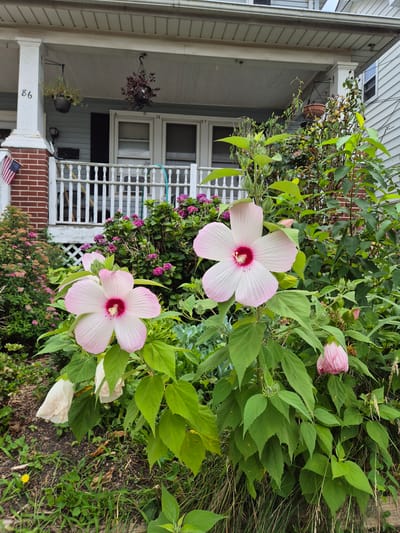 In front of a two-story house with a covered porch in South River, United States of America, two large pink hibiscus flowers are in bloom. The house has white siding, a white porch railing, and brick accents on the porch columns. Two hanging plants are suspended from the porch ceiling. The hibiscus flowers are positioned in the foreground of the image, with green leaves and other foliage surrounding them. The ground in front of the house is covered with grass and mulch.