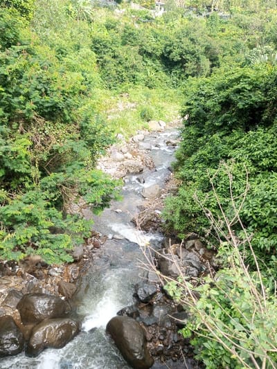 A stream rushes over dark rocks and smaller pebbles, its water churning white in places. Lush greenery densely covers the banks on either side, with treetops hinting at buildings further up the slope. The scene is captured from above, looking down at the watercourse. A few thin, light-colored branches extend into the frame from the right.