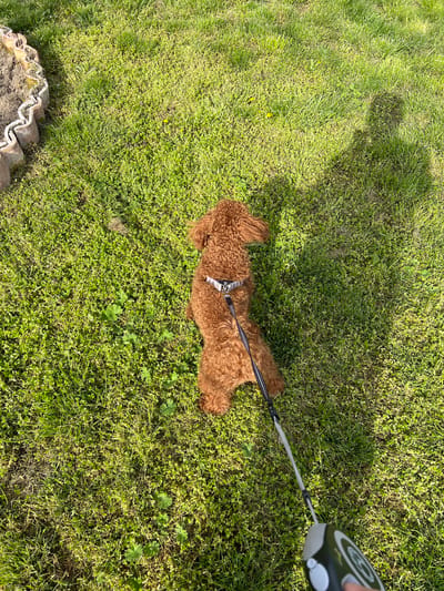 A medium-sized, brown, curly-haired dog is lying on a grassy lawn. The dog is wearing a gray harness and is attached to a gray retractable leash held by someone out of frame. The lawn is a mix of green grass and clover. There is a shadow of a person/object on the left side of the image. At the bottom left, there is a border of stacked terracotta roofing tiles. The location is outdoors in Muselievo, Bulgaria.