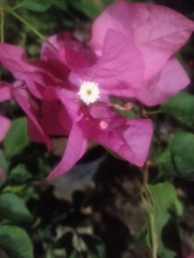 This is a close-up, slightly blurry photograph of a vibrant pink bougainvillea flower, likely taken outdoors in daylight given the bright colors and natural light. The focus is on the flower's delicate, papery bracts, which are a rich magenta hue. In the center of the flower, a small, white, star-shaped bloom is visible, adding a contrasting detail. The background is a soft blur of green leaves and darker shadows, suggesting the flower is part of a larger plant or bush. The overall impression is one of natural beauty and the vibrant colors of a tropical plant. No people, text, or specific time of day indicators are present. The location context provided is Cotseurani, Indonesia.