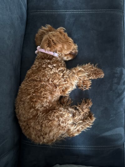 A reddish-brown poodle with a light pink collar is curled up on a dark gray couch. The dog appears to be asleep or resting. The couch is textured and has stitching along the seams.