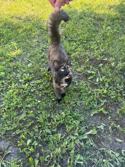A tortoiseshell cat with green eyes stands on a grassy area in Ulyanovka, Russia. The cat is looking upwards at a hand, which is holding its tail. The cat is wearing a pink collar with a bell. The ground is covered in green grass and some patches of dirt. Sunlight is illuminating the scene.