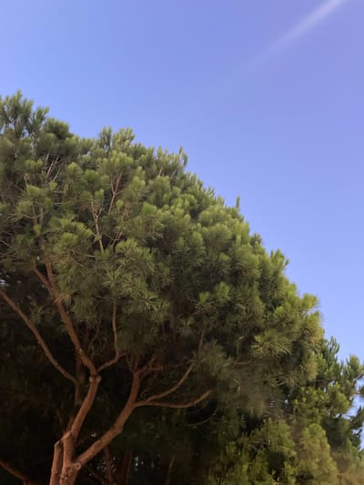 The image shows the crown of a pine tree against a clear blue sky. The tree has dense green foliage and reddish-brown branches. The sky is mostly clear with a faint, light streak visible in the upper right quadrant, possibly a contrail or lens flare. The composition is dominated by the natural elements of the tree and sky, with no man-made structures or people clearly visible. The scene is likely outdoors, and the lighting suggests it could be late afternoon or early evening due to the softness of the light and the hue of the sky. The specific location of La Línea De La Concepción, Spain, is not evident from the visual information presented in the image itself.