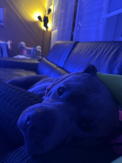 The image depicts a close-up, low-angle shot of a dog lying on a dark, textured surface, possibly a sofa or bed. The dog's head is the primary subject, with its face partially obscured by shadows and a green object, possibly a pillow or blanket, resting behind its head. The dog's eye is visible, reflecting light. The background is dimly lit and dominated by blue hues, with hints of yellow light from a lamp in the upper left corner. The overall atmosphere is dark and moody. No specific location in Heinebach, Germany is identifiable.