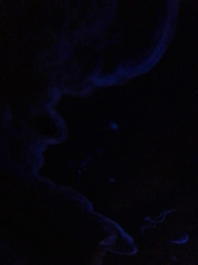 This image depicts a dark aquatic environment, consistent with a specialized exhibit at the Aquarium of the Pacific in Long Beach, United States. The scene features multiple bioluminescent marine organisms suspended in black water. Dominant subjects include several jellyfish, identifiable by their faint blue, glowing bell-shaped bodies and trailing appendages. Additionally, smaller, diffuse blue light sources are visible in the background. No human subjects, artificial structures, or active interactions between the organisms are discernible. The environment is characterized by complete darkness, emphasizing the natural light emitted by the aquatic life.