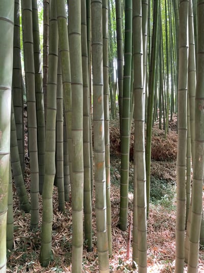 This media file captures a dense bamboo forest from a low-angle perspective, looking upwards through the towering stalks. The subjects are numerous green bamboo poles, arranged in a seemingly endless, organized manner. These poles fill the frame, creating a visual tunnel effect that draws the viewer's eye into the distance. The setting is clearly a bamboo grove, with dried bamboo leaves and other foliage visible on the forest floor in the background, suggesting a natural and perhaps cultivated environment.
The image doesn't depict any specific activity or event beyond the presence of the bamboo itself. It's a static scene, likely captured during daylight hours, as indicated by the natural light filtering through the canopy. The weather appears to be clear, with sunlight creating highlights on the bamboo surfaces and illuminating the gaps between the stalks. There are no people present, and the primary objects are the bamboo stalks.
Notable details include the segmented nature of the bamboo, with visible nodes and internodes on each pole. Some of the bamboo stalks show signs of wear and tear, with some discoloration and minor damage. There are also faint markings that appear to be carved into the surface of some of the larger stalks, though the text is too indistinct to be deciphered. The overall impression is one of natural abundance and a somewhat tranquil, immersive environment. The location context of Águeda, Portugal, is not directly evident from the visual cues within the image itself.