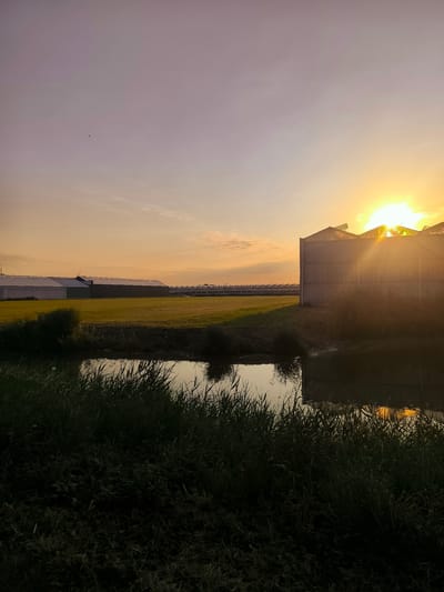 An outdoor, horizontal, full shot captures a sunset over a field containing a body of water and greenhouses. The sun is setting on the right side of the image, partially obscured by the rightmost greenhouse. The sky is a gradient of light purple and orange, with clouds scattered across it. A small bird is visible in the upper left quadrant of the sky. In the foreground, tall grass and reeds line the bank of a dark, reflective body of water. Beyond the water is a flat, green field. In the middle ground, several long, low-rise greenhouses stretch across the landscape. The greenhouse on the right is larger and more prominent, with its glass panes reflecting the setting sun. The greenhouse on the left is further in the distance and appears to be part of a larger complex. The overall impression is one of agricultural industry set against a natural, serene sunset. The scene appears to be located in the rural outskirts of Wervershoof, Netherlands, given the presence of greenhouses common to Dutch agriculture and the flat landscape.
