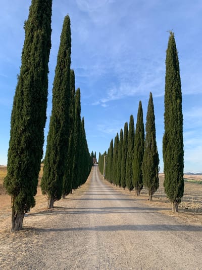 The image shows a straight gravel road lined with tall, slender cypress trees on both sides, leading towards a distant building on a hill. The trees are evenly spaced and create a strong sense of perspective, drawing the viewer's eye into the distance. The sky is a clear blue with a few wispy clouds. The road is bordered by dry, golden fields, suggesting a rural or agricultural setting. The overall impression is one of tranquility and scenic beauty. This is a characteristic view of the landscape surrounding the town of Bagno Vignoni, Italy, known for its rolling hills and cypress-lined avenues. There are no people or animals visible in the image.