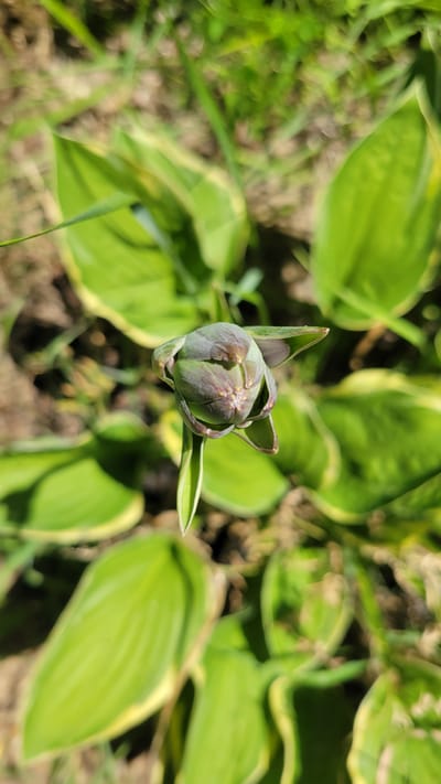 A close-up, high-angle shot captures a hosta flower bud. The bud is primarily a muted green with streaks of deep purple, tightly furled and poised to bloom. It is situated centrally in the frame, with its stem extending downwards and slightly to the right. Surrounding the bud are several large, green hosta leaves, many featuring yellow or pale green margins. The leaves vary in focus, with some sharp and others blurred, creating a sense of depth. The background consists of out-of-focus foliage and soil, suggesting an outdoor garden setting. The lighting indicates a sunny day, casting soft shadows. This image was taken in Terrebonne, Canada.