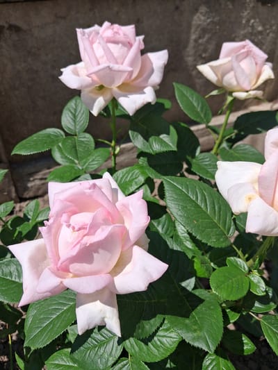 A cluster of pale pink roses with green leaves are in bloom in front of a rough stone wall. One rose is in the foreground, with several other roses and leaves filling the rest of the frame. The image is taken outdoors during daylight. The context provided indicates this scene is located in the city of Krolevets, Ukraine.