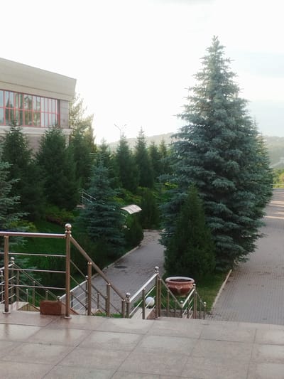 The image depicts an outdoor scene with a large building on the left and a row of trees on the right. The building has a beige facade and large windows with red framing. In front of the building and extending to the right is a paved walkway. A large, blue-green spruce tree dominates the right side of the image, with other evergreen trees of various sizes arranged in a line behind it. A metal staircase with a railing is visible in the foreground, leading down from a paved area. A large, reddish-brown ceramic planter sits near the base of the stairs on the right. The ground appears wet, suggesting recent rain. The sky is bright and overcast. The location is identified as Қотырбұлақ, Kazakhstan.