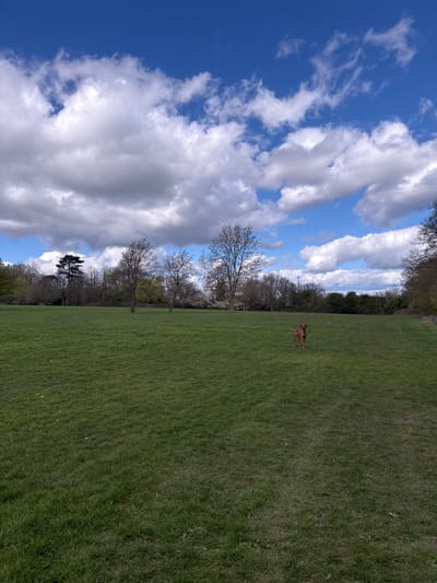 A grassy field in Broxbourne, United Kingdom, under a sky with scattered clouds. The left side of the image features a blue sky interspersed with white and grey clouds. A line of trees separates the sky from the field. On the right side, a dog stands in the grass. The field slopes slightly upward from left to right.