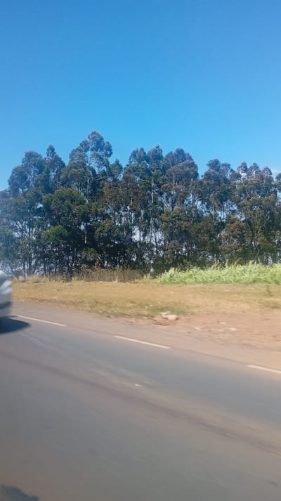 A roadside view under a clear blue sky. A line of tall eucalyptus trees with dense, rounded canopies stretches along the horizon. Below the trees, a strip of dry, brown grasses and low, green vegetation borders the roadside. A gray asphalt road with a white line marking the edge is in the foreground. Part of a light-colored vehicle is visible on the left. The overall perspective suggests a view from a moving vehicle.