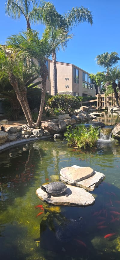 The image depicts an outdoor landscaped area in the City of Solana Beach, United States of America, under a clear blue sky and bright sunlight. In the foreground and midground, a rock-lined ornamental pond is visible, featuring greenish-tinted water that reflects the surrounding environment. A dark-shelled turtle is positioned on a flat, light-colored rock in the lower-center, appearing to bask. Directly below it, a larger, darker turtle is partially submerged in the water. Numerous small red/orange fish are swimming throughout the pond. A small waterfall flows over rocks on the right side of the pond, adjacent to a clump of green aquatic plants. The pond's edge is delineated by various natural rocks and a concrete border. In the background, a two-story building with a light tan stucco exterior and dark-framed windows stands amidst lush green landscaping. The white numbers "99" and "93" are vertically affixed to the building's upper facade on the left. Several mature palm trees with green fronds are prominent, framing the building and pond. Dense green shrubs are planted around the pond and in front of the building. A wooden lattice-like structure or railing is visible behind the pond on the right. No human figures are present in the scene.