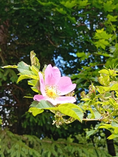 An outdoor, close-up, eye-level, vertical, natural light shot captures a light pink rose hip flower in focus, with its delicate petals unfurling to reveal a yellow center. The flower is situated on a branch with serrated, light green leaves, some of which show signs of damage, appearing chewed or torn. Among the leaves, a small, thorny protrusion is visible on the branch. The background is blurred, featuring dark green foliage, possibly from coniferous trees, and dappled sunlight creating a bokeh effect with circular, bright highlights. The overall scene suggests a natural, possibly garden or woodland setting. This image was taken in the vicinity of Žygaičiai, Lithuania.