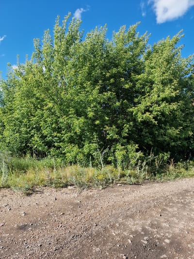 The image depicts an outdoor scene with a dirt road and lush green trees under a bright blue sky with scattered white clouds. The perspective is from the side, with the road occupying the right half of the frame and the trees and sky filling the left.
The road appears to be unpaved, composed of gravel and dirt, with some small stones and darker patches suggesting variations in moisture or composition. Along the edge of the road, a strip of vegetation is visible, consisting of grasses and some flowering plants in shades of green, yellow, and a few small pink blossoms.
To the left of the vegetation, a dense canopy of green leaves from a large tree dominates the scene. The foliage is vibrant and suggests a sunny day. The sky above is a clear, deep blue, with a few fluffy white clouds adding texture.
The image appears to be taken during daylight hours, likely late morning or afternoon, given the bright lighting and clear sky. There are no people or specific objects of interest in the image, beyond the natural elements. The scene conveys a sense of peacefulness and natural beauty. There is no visible text in the image.