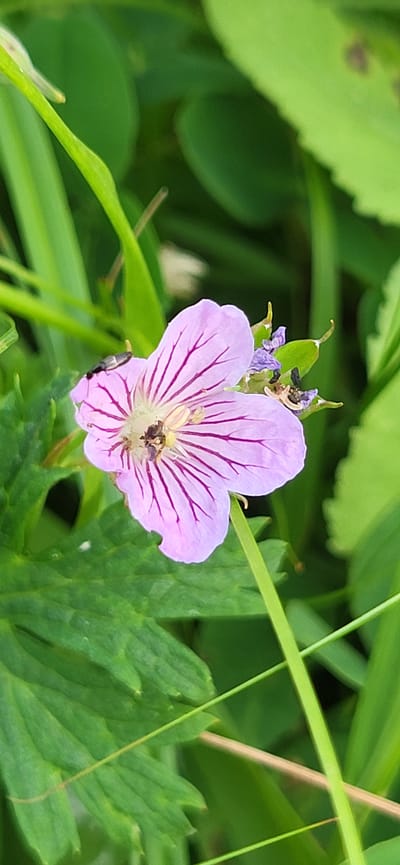 This is a close-up, horizontal shot of a single purple flower with delicate dark purple veins, set against a backdrop of lush green foliage. The flower has five petals and appears to be a wild geranium, possibly a Cranesbill variety. At the center of the flower, an insect, likely a small bee or fly, is visible, foraging for nectar. Above and slightly to the left of the main flower, a few seed pods are developing, still green and capped with small, delicate structures. The surrounding leaves are vibrant green, with some showing serrated edges. Long, thin blades of grass crisscross the scene, adding depth and a sense of natural growth. The lighting suggests it is daytime, likely overcast or in a shaded area, as there are no harsh shadows. The overall impression is one of natural beauty and the quiet, ongoing processes of the plant world. The image was taken in Hetmanivka, Ukraine, a location known for its natural landscapes. No text is visible in the image.