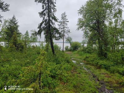 The image depicts a wet, overgrown path leading towards a body of water, likely a lake or river, in Olenegorsk, Russia. The environment is characterized by dense green foliage, including various trees and bushes, indicating a natural, possibly forested area. The path itself appears to be dirt or gravel and shows signs of recent rain with puddles of water and muddy patches. The sky is overcast and grey, suggesting a cloudy or rainy day. In the foreground, there is a young evergreen tree with bright green needles. The overall scene conveys a sense of wilderness and damp, natural beauty. The corner of the image displays a watermark indicating "HONOR 90 200MP Matrix Camera."